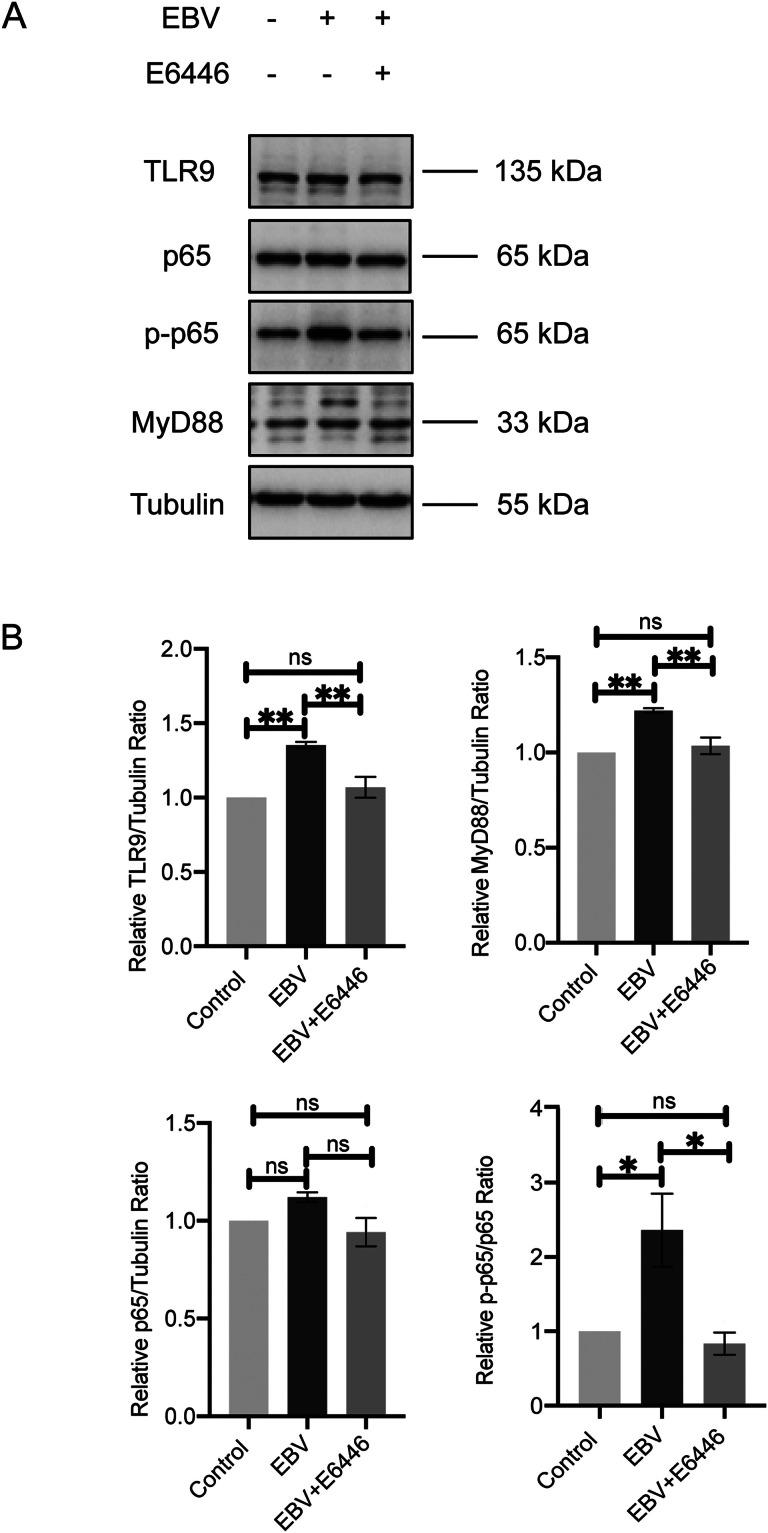 https://cdn.ncbi.nlm.nih.gov/pmc/blobs/e27b/11123576/f89e986d030d/gr5.jpg