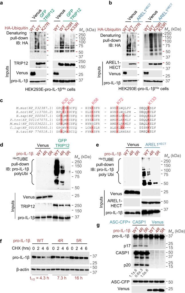 https://cdn.ncbi.nlm.nih.gov/pmc/blobs/e280/10359330/9f989bc3280b/41467_2023_40054_Fig6_HTML.jpg
