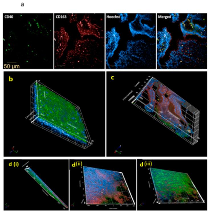 https://cdn.ncbi.nlm.nih.gov/pmc/blobs/e280/8003030/a3f48ce4eecc/jof-07-00221-g003.jpg
