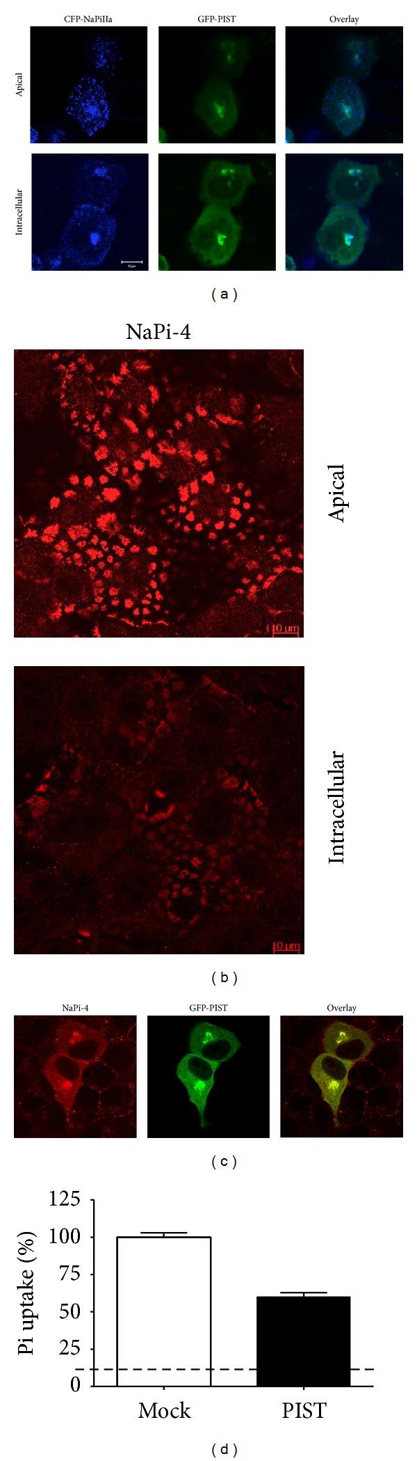 https://cdn.ncbi.nlm.nih.gov/pmc/blobs/e283/3586470/429222d94daf/BMRI2013-513932.005.jpg