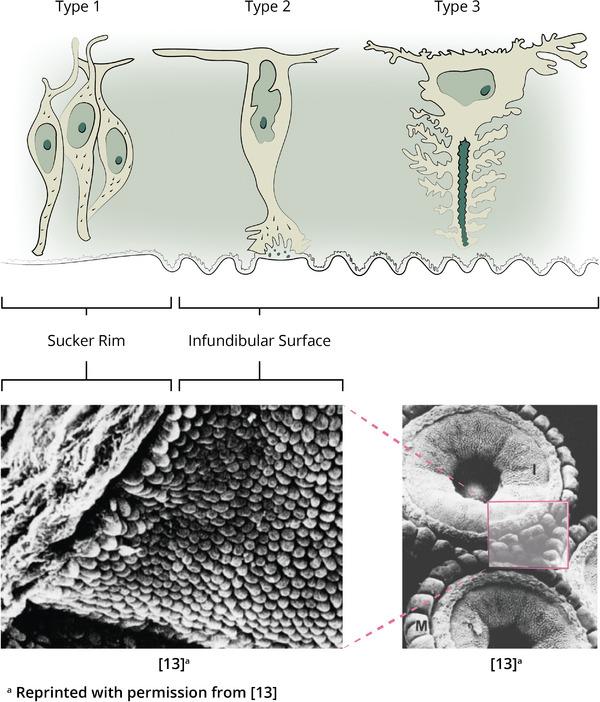 https://cdn.ncbi.nlm.nih.gov/pmc/blobs/e287/11321698/2df27686a24a/ADVS-11-2400806-g010.jpg