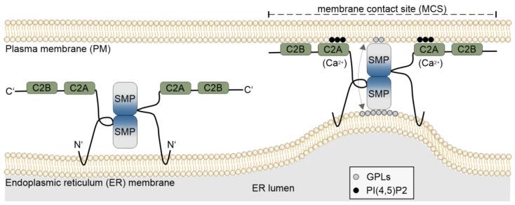 https://cdn.ncbi.nlm.nih.gov/pmc/blobs/e28a/11990657/45e0eacba146/plants-14-01027-g001.jpg