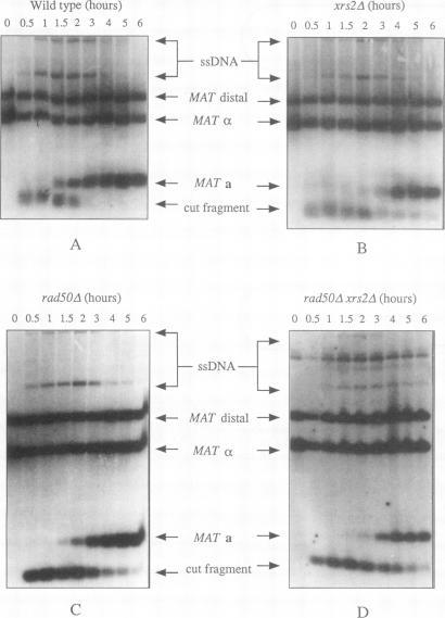 https://cdn.ncbi.nlm.nih.gov/pmc/blobs/e28a/358706/0e5630522d9e/molcellb00005-0592-a.jpg