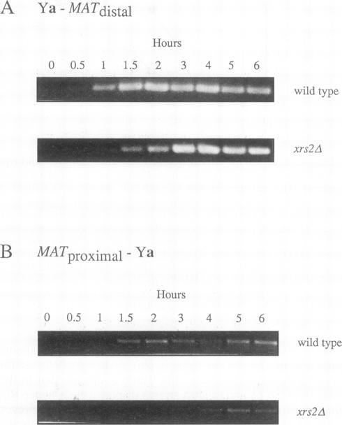 https://cdn.ncbi.nlm.nih.gov/pmc/blobs/e28a/358706/b1842ef472cd/molcellb00005-0594-a.jpg