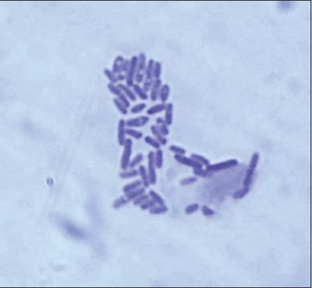 https://cdn.ncbi.nlm.nih.gov/pmc/blobs/e290/5591487/b021c66a7a21/VetWorld-10-964-g008.jpg