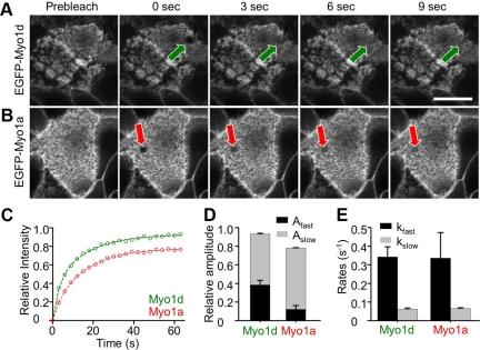 https://cdn.ncbi.nlm.nih.gov/pmc/blobs/e293/2836977/2e3933402a5f/zmk0061093790006.jpg