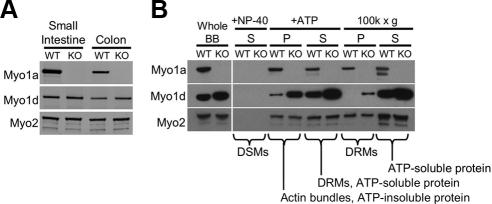 https://cdn.ncbi.nlm.nih.gov/pmc/blobs/e293/2836977/7db4176fc7c2/zmk0061093790003.jpg