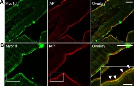 https://cdn.ncbi.nlm.nih.gov/pmc/blobs/e293/2836977/e2219accdf6f/zmk0061093790002.jpg