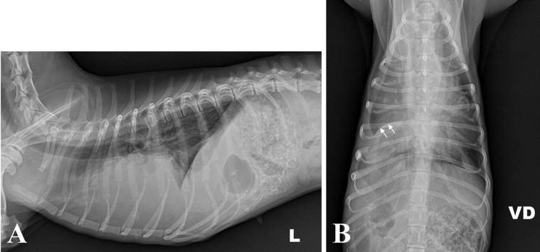 https://cdn.ncbi.nlm.nih.gov/pmc/blobs/e296/5573829/a1b423447af9/jvms-79-1398-g001.jpg