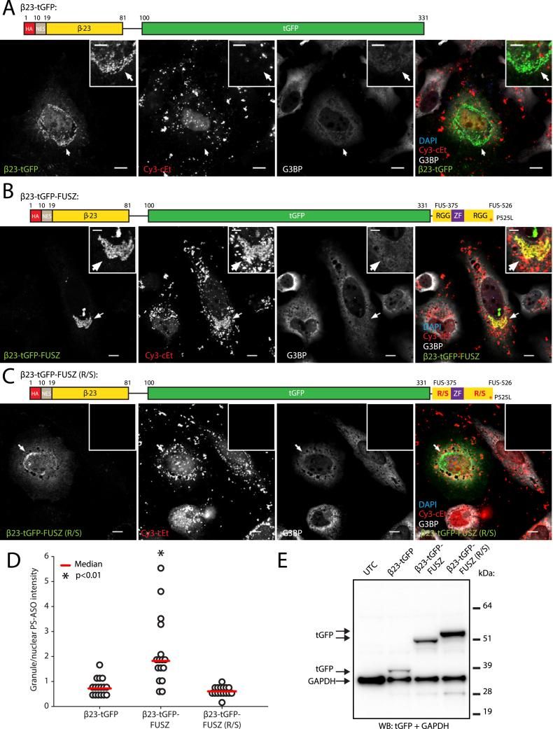 https://cdn.ncbi.nlm.nih.gov/pmc/blobs/e299/5737868/0b6abcb024ee/gkx709fig11.jpg