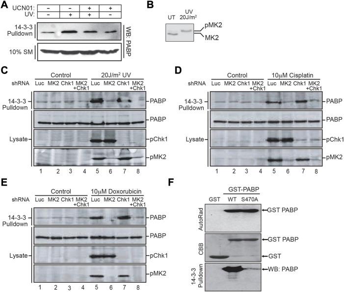 https://cdn.ncbi.nlm.nih.gov/pmc/blobs/e29a/10117672/9f040e28d2b0/fmolb-10-1148933-g003.jpg