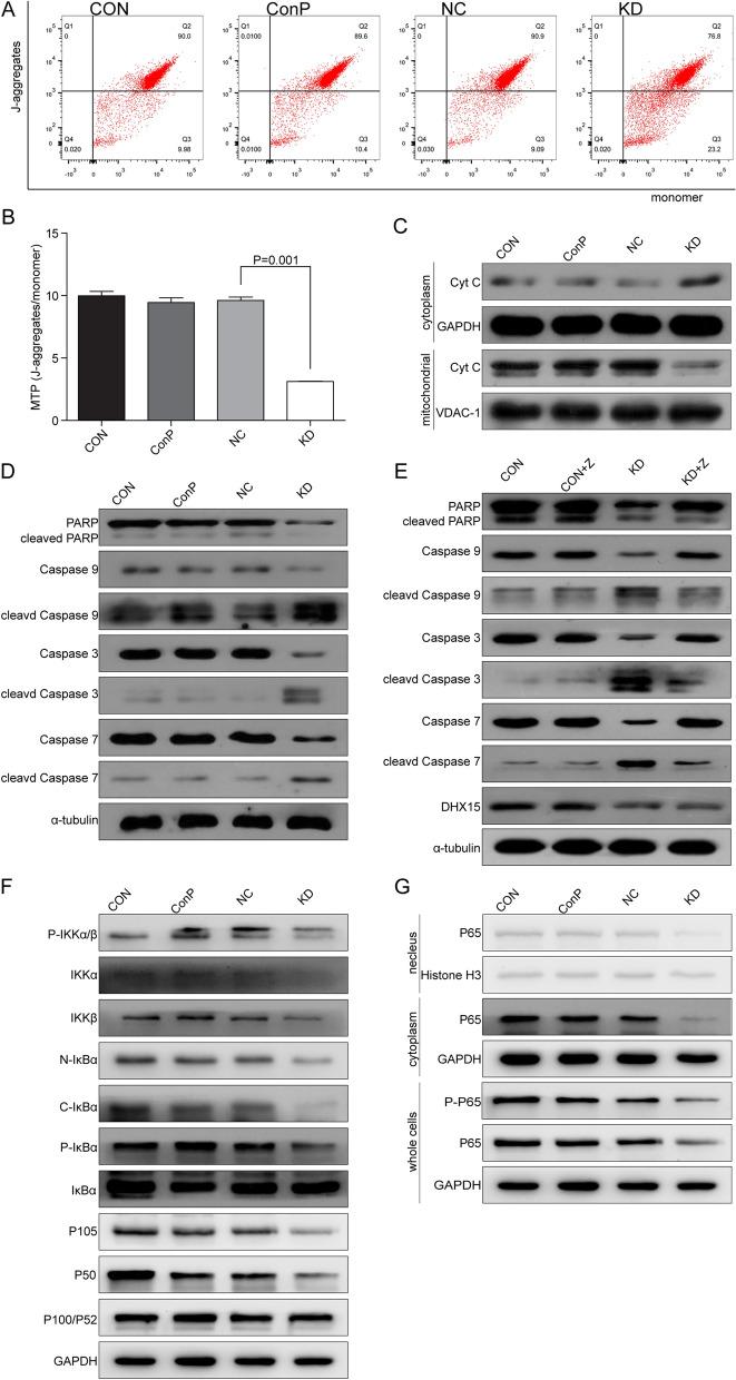 https://cdn.ncbi.nlm.nih.gov/pmc/blobs/e29b/8862312/570cd60ebffe/12935_2021_2426_Fig5_HTML.jpg