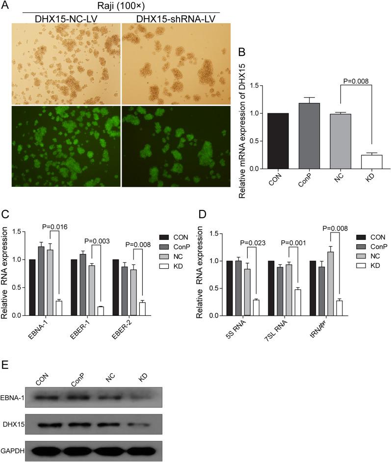 https://cdn.ncbi.nlm.nih.gov/pmc/blobs/e29b/8862312/ffc10cd29477/12935_2021_2426_Fig2_HTML.jpg