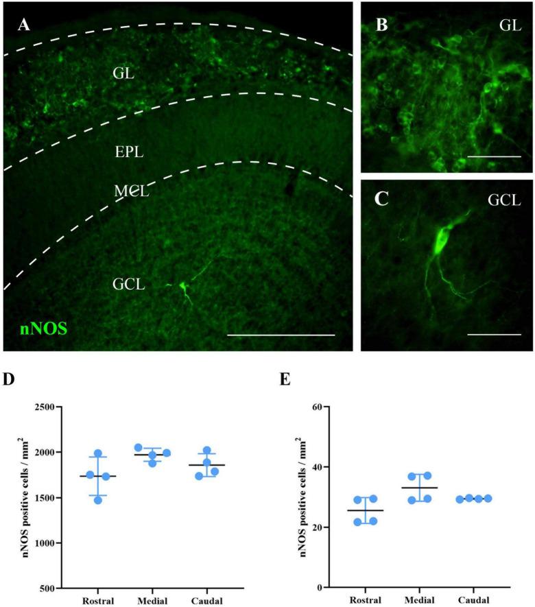 https://cdn.ncbi.nlm.nih.gov/pmc/blobs/e29c/10061100/83753a2bb283/fncel-17-1120836-g002.jpg