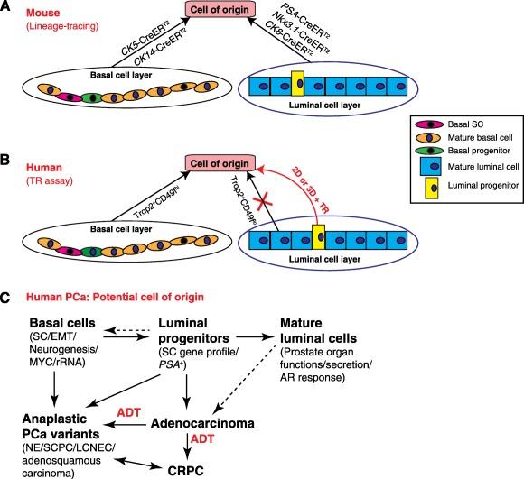https://cdn.ncbi.nlm.nih.gov/pmc/blobs/e29c/5442765/4e49553b570f/SCT3-6-0748-g006.jpg
