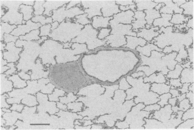 https://cdn.ncbi.nlm.nih.gov/pmc/blobs/e29d/1263407/5a19c754696c/cjvetres00041-0019-a.jpg