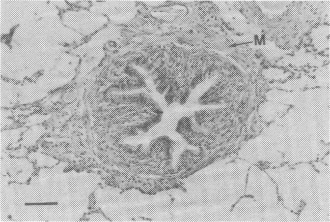 https://cdn.ncbi.nlm.nih.gov/pmc/blobs/e29d/1263407/5fe3dc81ef41/cjvetres00041-0020-b.jpg