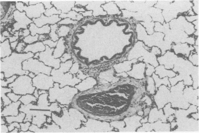 https://cdn.ncbi.nlm.nih.gov/pmc/blobs/e29d/1263407/d19a71a9ed6a/cjvetres00041-0019-b.jpg