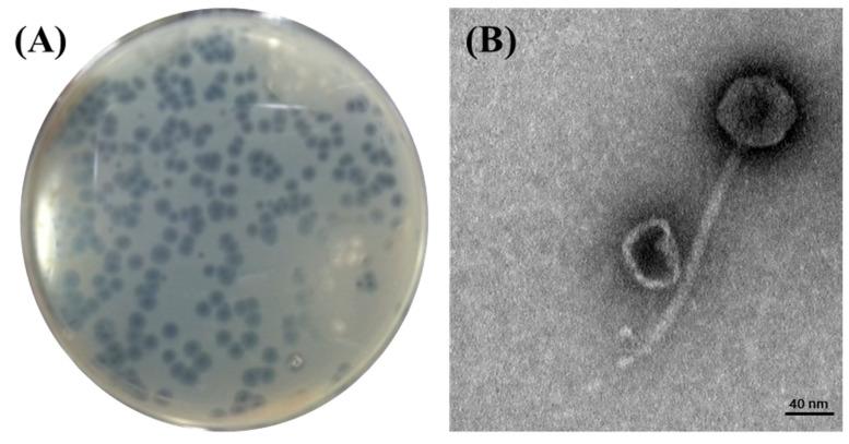 https://cdn.ncbi.nlm.nih.gov/pmc/blobs/e2a1/8402813/19870519a99e/viruses-13-01469-g001.jpg