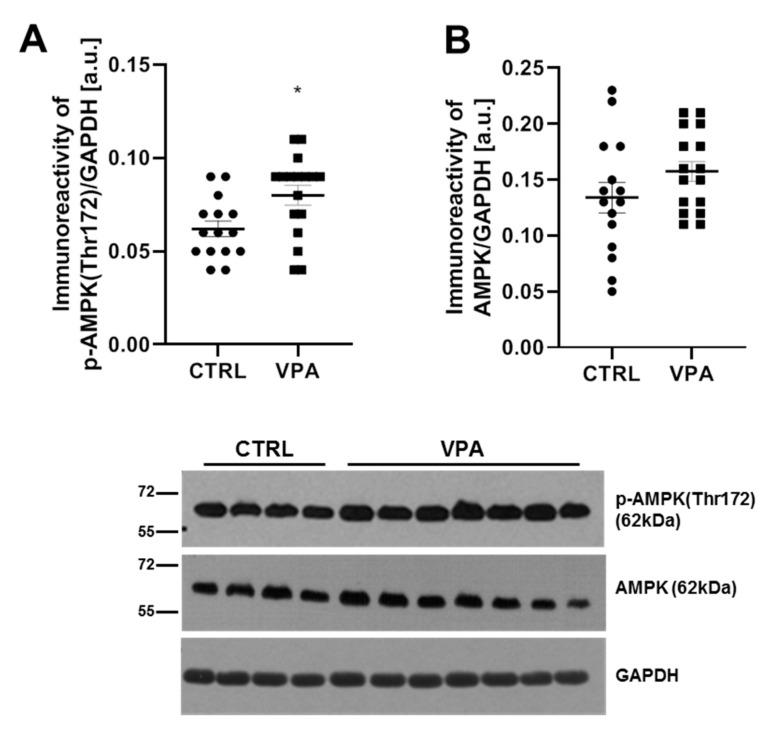 https://cdn.ncbi.nlm.nih.gov/pmc/blobs/e2a3/9776106/9ca1d253c825/biomedicines-10-03031-g006.jpg