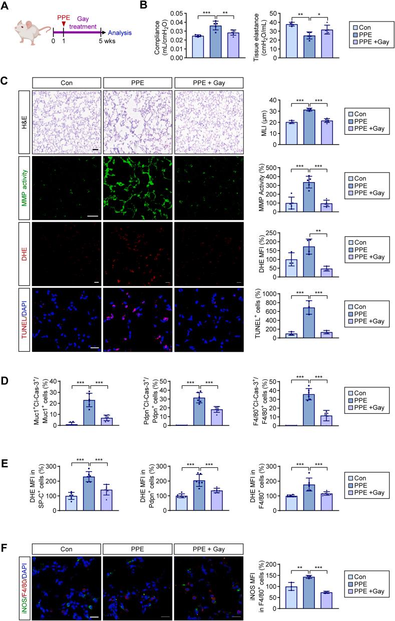 https://cdn.ncbi.nlm.nih.gov/pmc/blobs/e2a4/12271429/5f1a6eaf65e9/gr5.jpg
