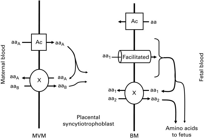 https://cdn.ncbi.nlm.nih.gov/pmc/blobs/e2a6/4498463/c635738e6eef/S0007114515001178_fig1.jpg