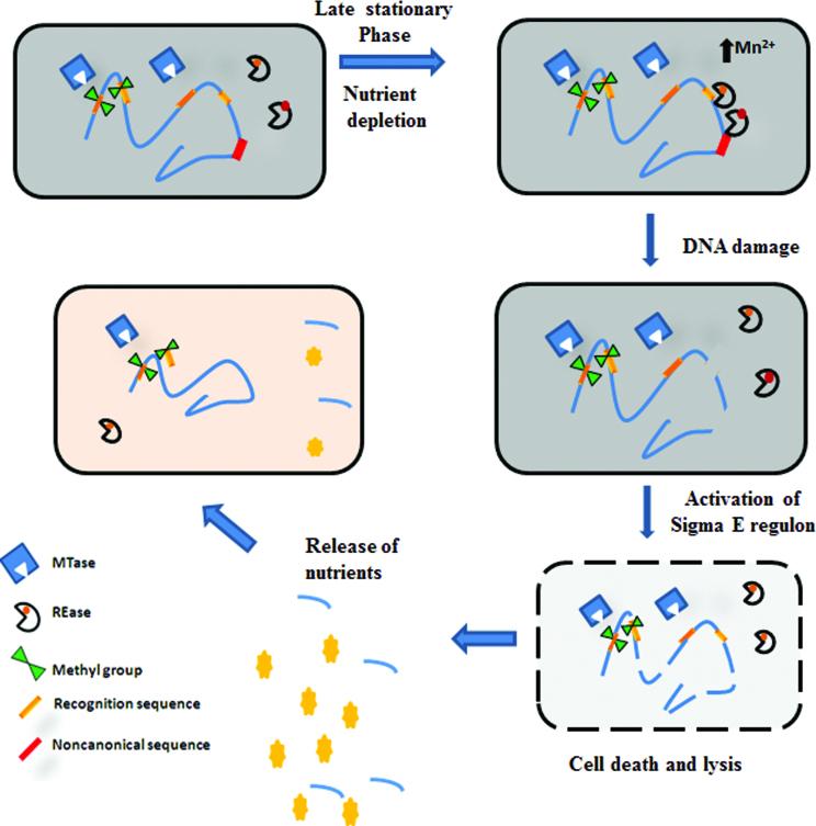https://cdn.ncbi.nlm.nih.gov/pmc/blobs/e2a6/5737642/bb61eeb042e1/gkx576fig6.jpg