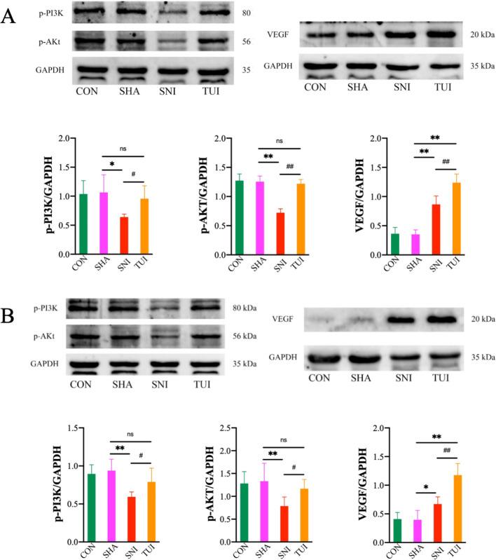 https://cdn.ncbi.nlm.nih.gov/pmc/blobs/e2a7/11686904/ac4e207bf2bd/13018_2024_5270_Fig5_HTML.jpg