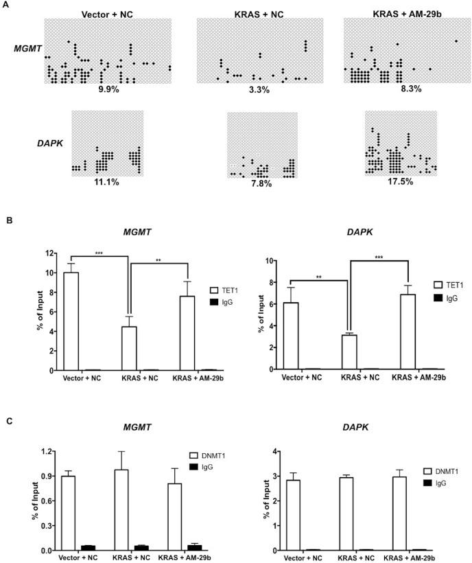 https://cdn.ncbi.nlm.nih.gov/pmc/blobs/e2a8/5650376/34348052dc41/oncotarget-08-74755-g005.jpg