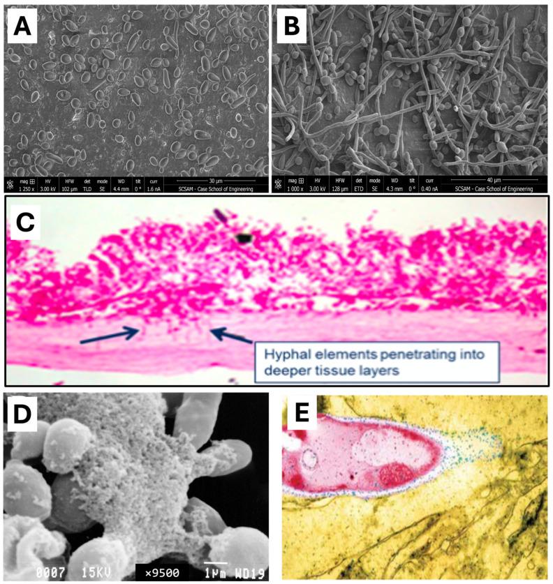 https://cdn.ncbi.nlm.nih.gov/pmc/blobs/e2ac/12030604/c9d85cb6d69a/nutrients-17-01365-g003.jpg
