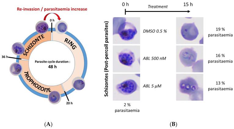 https://cdn.ncbi.nlm.nih.gov/pmc/blobs/e2ad/10974622/cc28c51e52d9/molecules-29-01397-g008.jpg