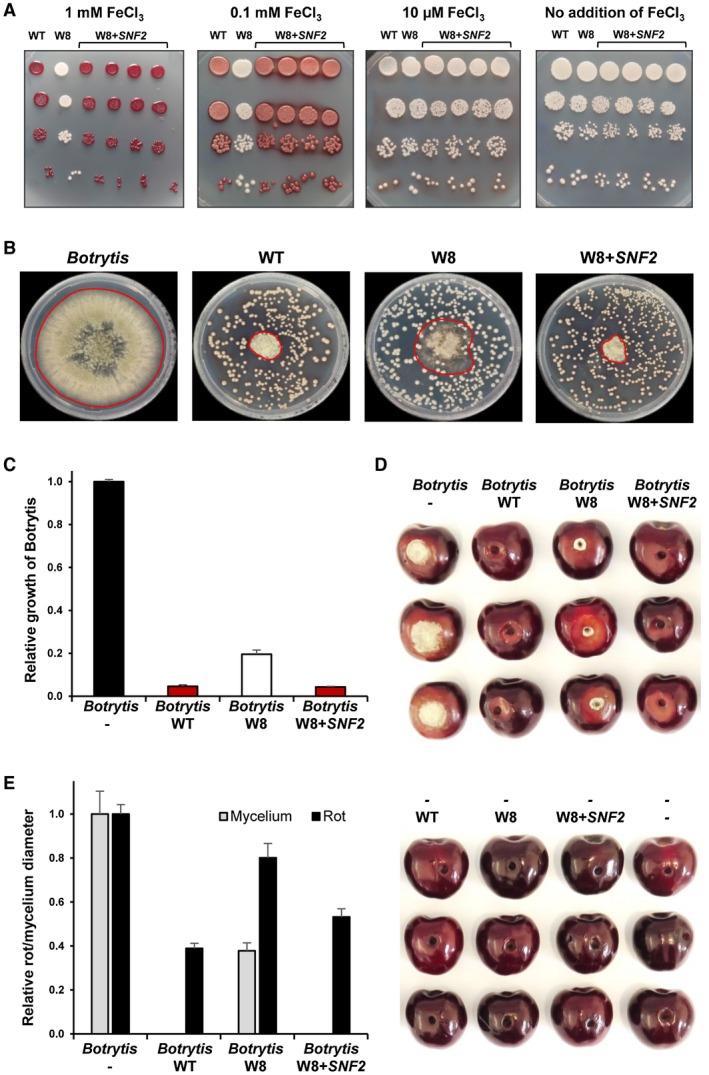 https://cdn.ncbi.nlm.nih.gov/pmc/blobs/e2ae/6851878/261740a37659/MMI-112-317-g001.jpg