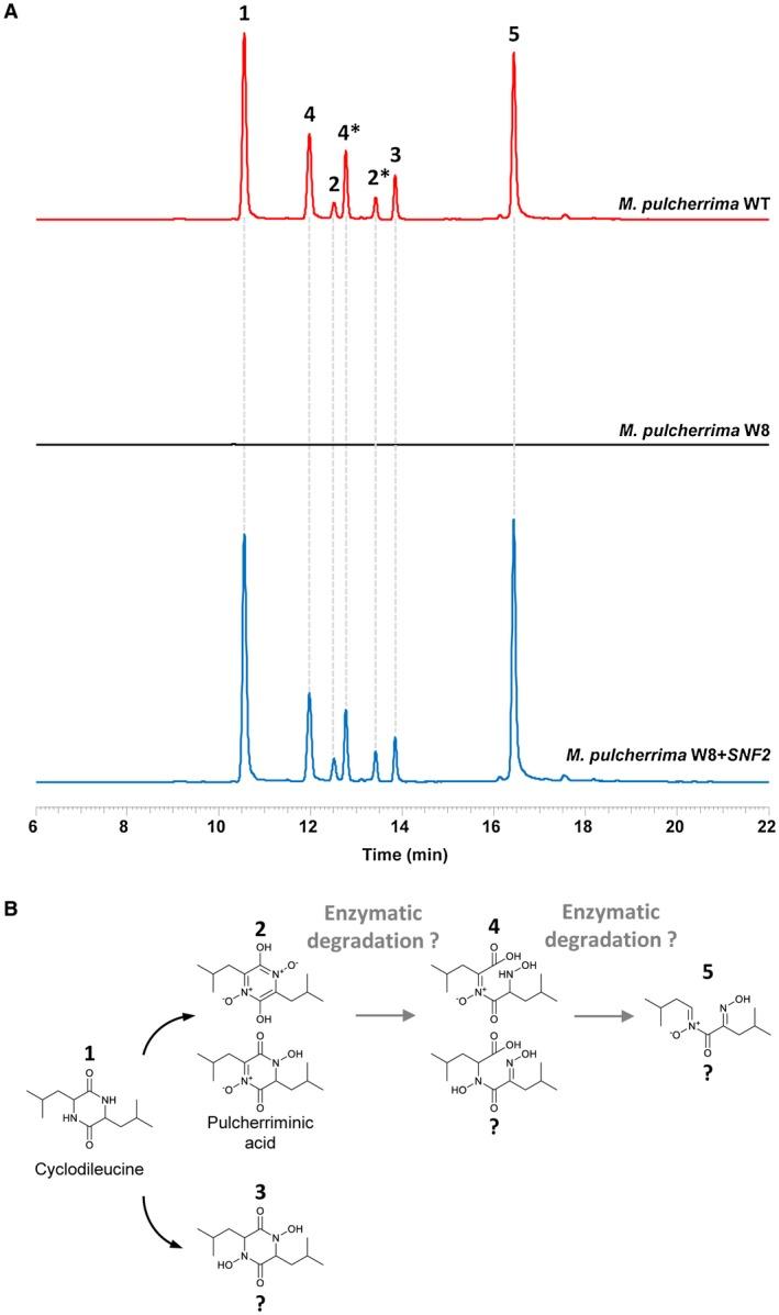 https://cdn.ncbi.nlm.nih.gov/pmc/blobs/e2ae/6851878/c28bda914cae/MMI-112-317-g002.jpg