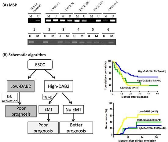 https://cdn.ncbi.nlm.nih.gov/pmc/blobs/e2af/5342070/68f6e8e0ae5e/oncotarget-07-71169-g007.jpg