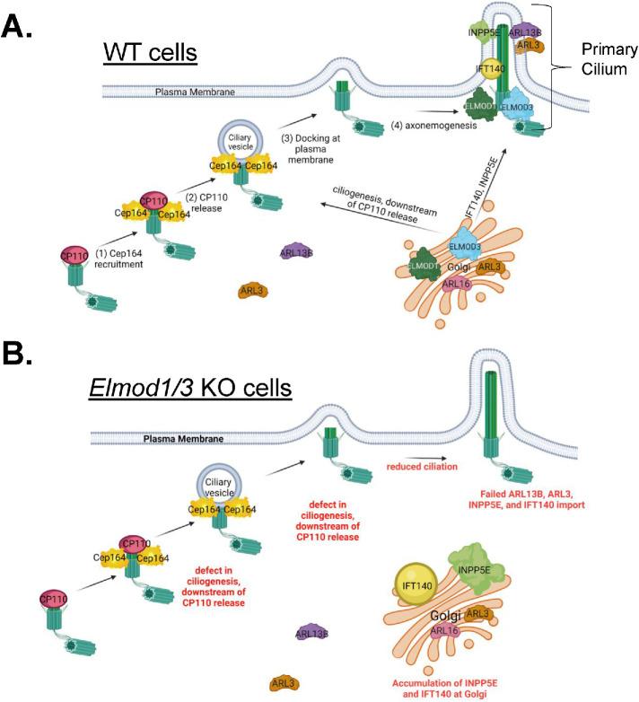 https://cdn.ncbi.nlm.nih.gov/pmc/blobs/e2af/9236152/5cf6323927e8/mbc-33-ar13-g006.jpg