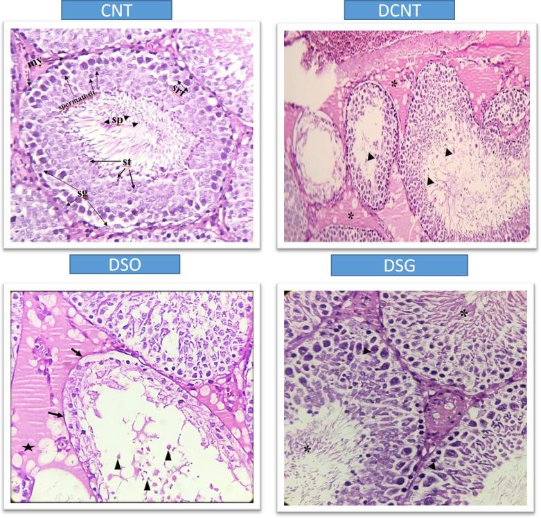 https://cdn.ncbi.nlm.nih.gov/pmc/blobs/e2b0/12051186/456e0243d57d/fendo-16-1558769-g005.jpg