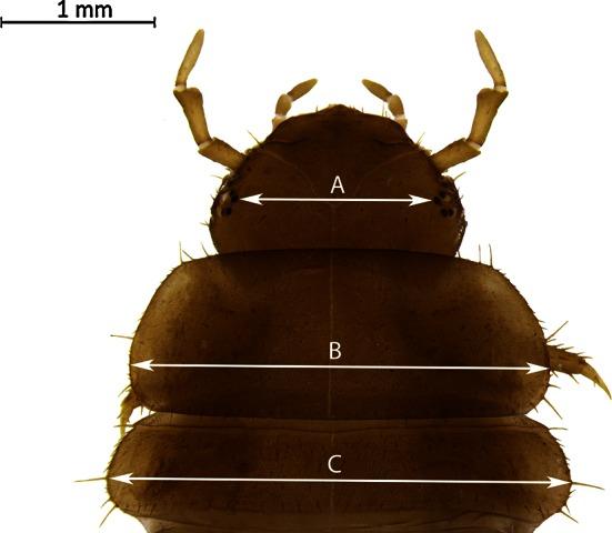 https://cdn.ncbi.nlm.nih.gov/pmc/blobs/e2b0/4859850/f214865305db/12024_2016_9774_Fig1_HTML.jpg
