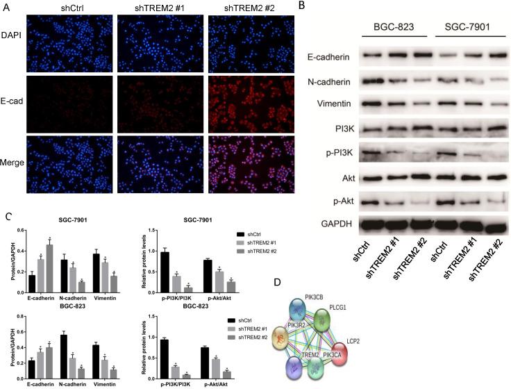 https://cdn.ncbi.nlm.nih.gov/pmc/blobs/e2b0/8100818/3ae617ed1354/jcav12p3277g007.jpg
