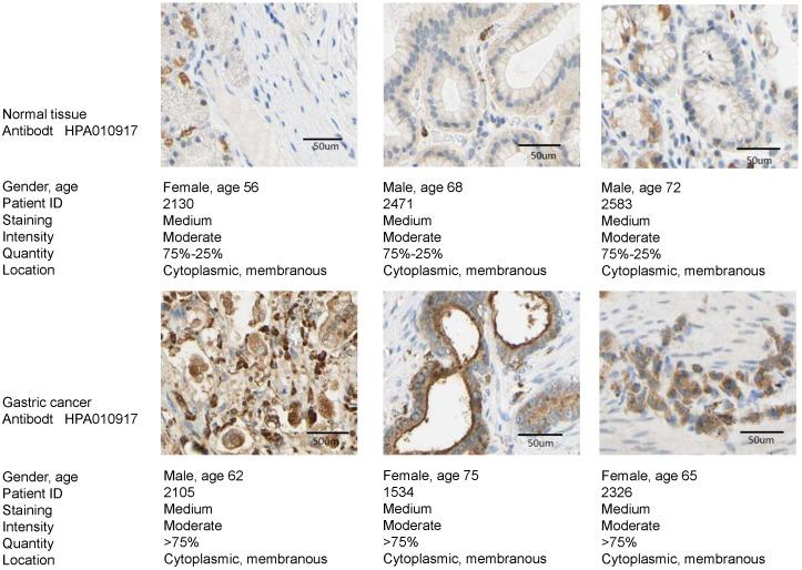 https://cdn.ncbi.nlm.nih.gov/pmc/blobs/e2b0/8100818/56e894adc62b/jcav12p3277g004.jpg