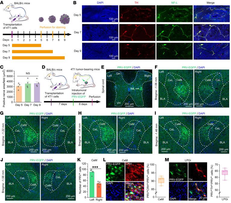 https://cdn.ncbi.nlm.nih.gov/pmc/blobs/e2b1/10721160/ad7fe7949f65/jci-133-167725-g138.jpg