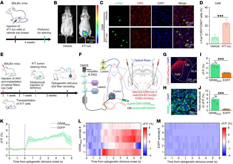 https://cdn.ncbi.nlm.nih.gov/pmc/blobs/e2b1/10721160/f3dbea0a6aa1/jci-133-167725-g139.jpg
