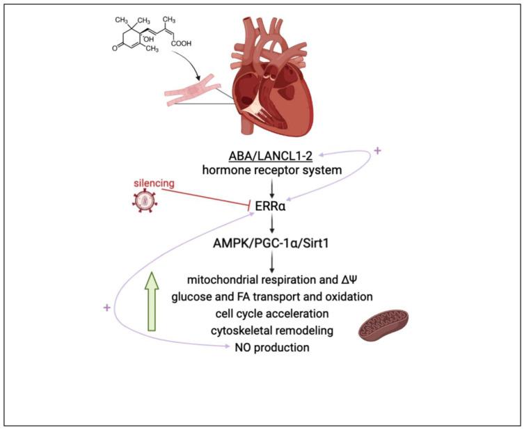https://cdn.ncbi.nlm.nih.gov/pmc/blobs/e2b6/10526111/d1f691ddc9b0/antioxidants-12-01692-g007.jpg