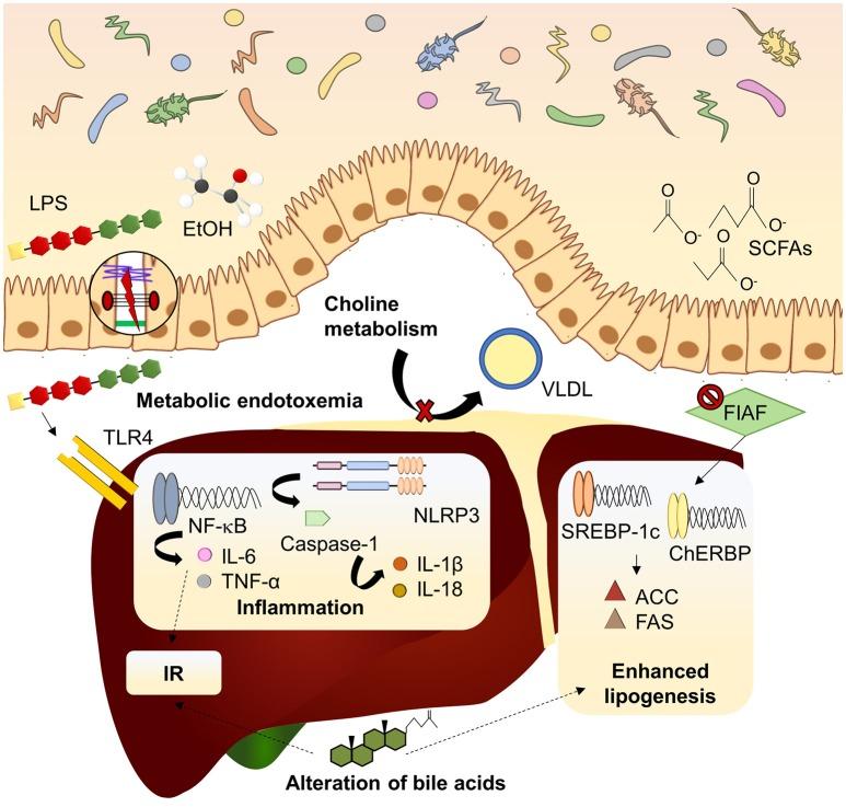 https://cdn.ncbi.nlm.nih.gov/pmc/blobs/e2b6/6305464/c5592ff7ed77/fphys-09-01813-g0001.jpg