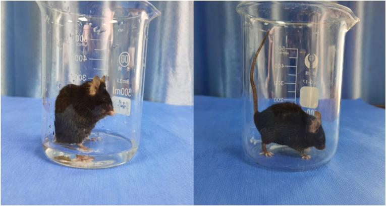 https://cdn.ncbi.nlm.nih.gov/pmc/blobs/e2b7/8685911/68ce91f1737a/gr1.jpg