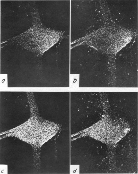 https://cdn.ncbi.nlm.nih.gov/pmc/blobs/e2b8/1329635/0517c121ce7c/biophysj00184-0282-a.jpg
