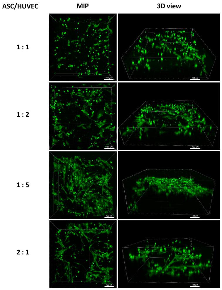 https://cdn.ncbi.nlm.nih.gov/pmc/blobs/e2b9/11988939/58d99ef3ca35/ijms-26-02974-g022.jpg