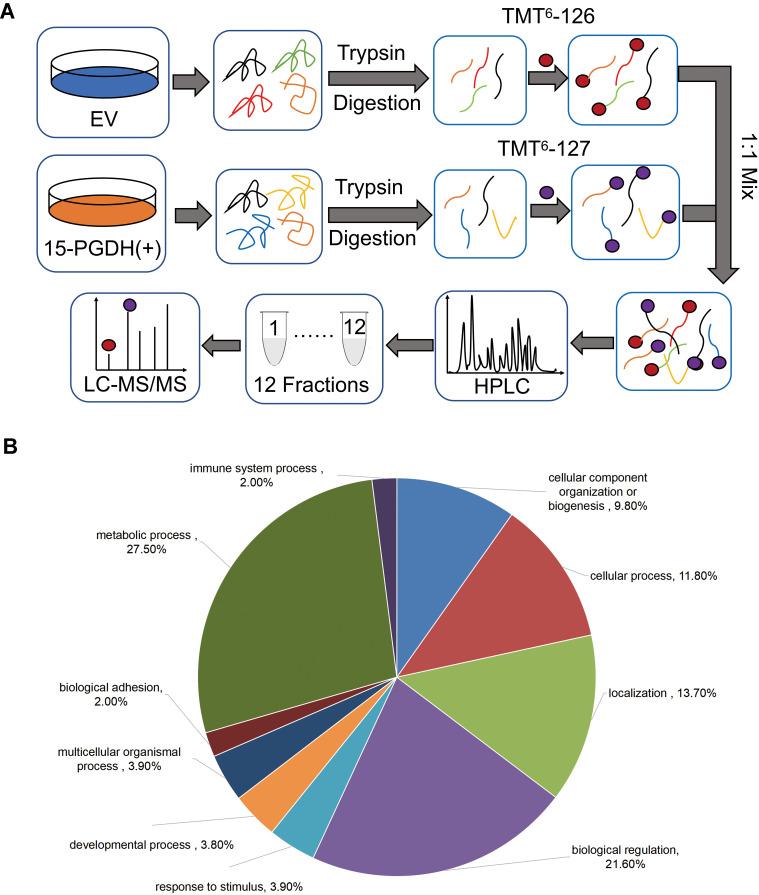 https://cdn.ncbi.nlm.nih.gov/pmc/blobs/e2b9/8643138/af556cb10c81/CMAR-13-8887-g0003.jpg