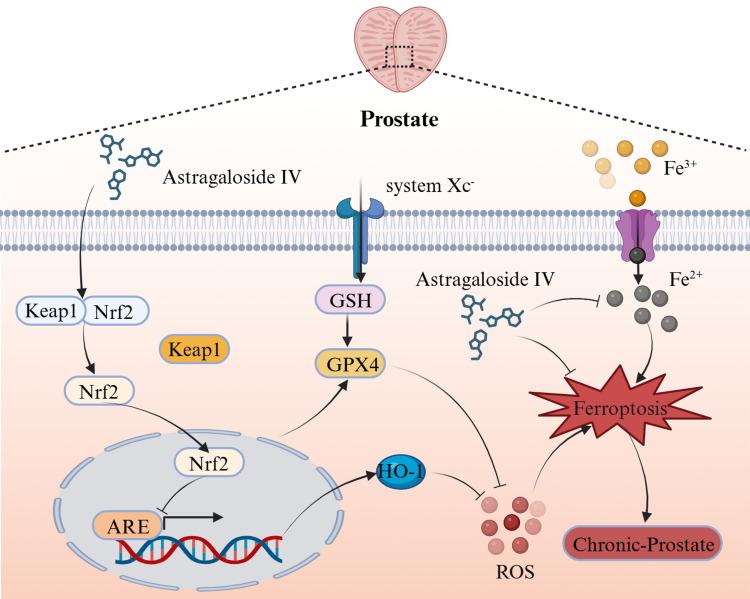 https://cdn.ncbi.nlm.nih.gov/pmc/blobs/e2bd/12318839/12cb61c80c59/JIR-18-10061-g0008.jpg