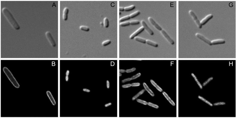 https://cdn.ncbi.nlm.nih.gov/pmc/blobs/e2be/3901232/1581d7f8f3db/metabolites-02-00756-g004.jpg
