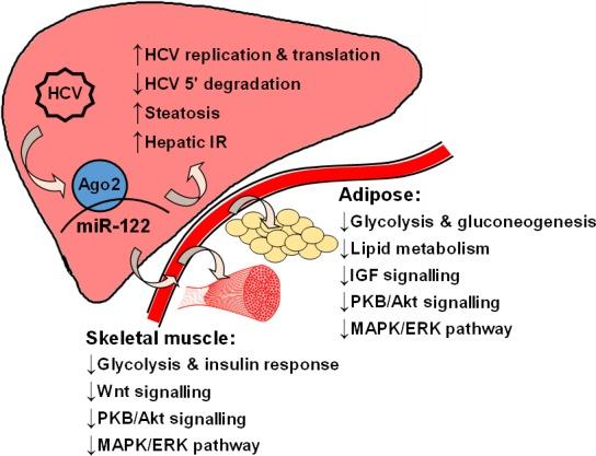 https://cdn.ncbi.nlm.nih.gov/pmc/blobs/e2c0/5867149/ae47122e2e85/JCMM-22-2071-g005.jpg